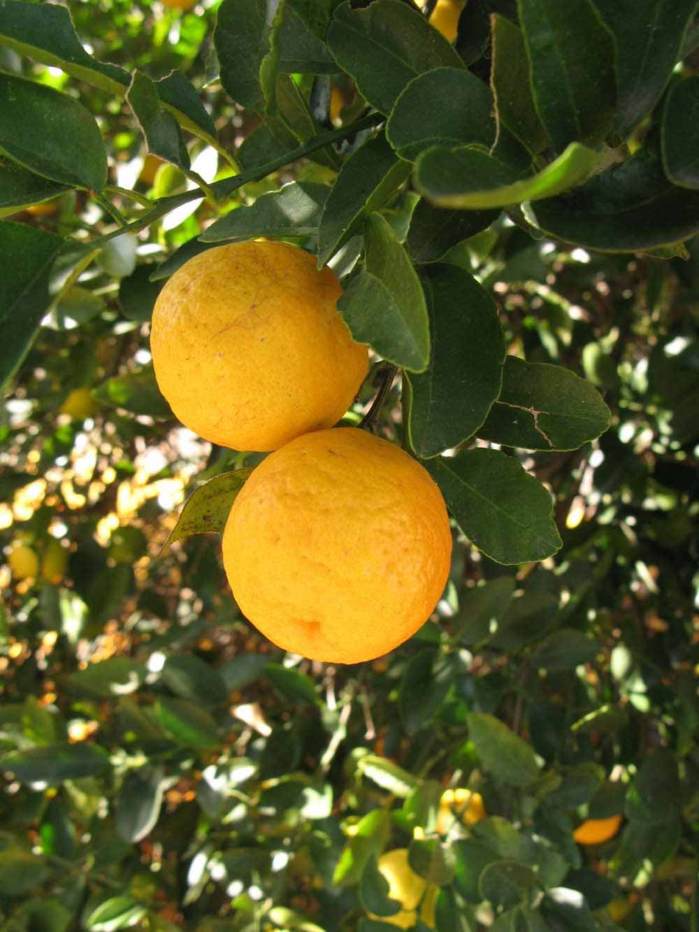              Fruit (Winter Haven, FL)       